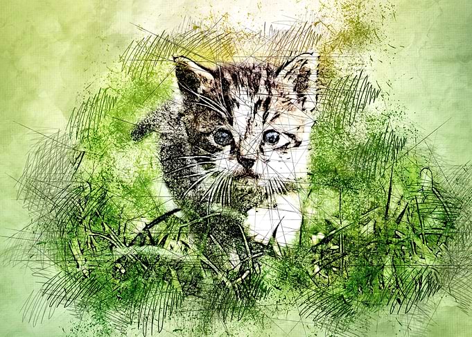 Lovely cat 03