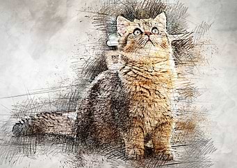 Lovely cat 01