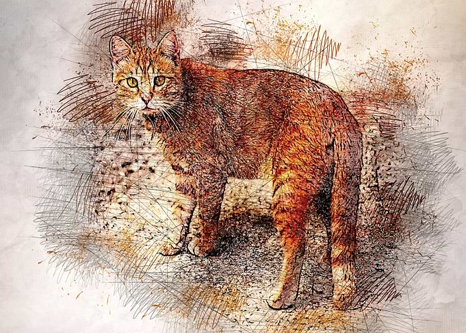 Lovely cat 06
