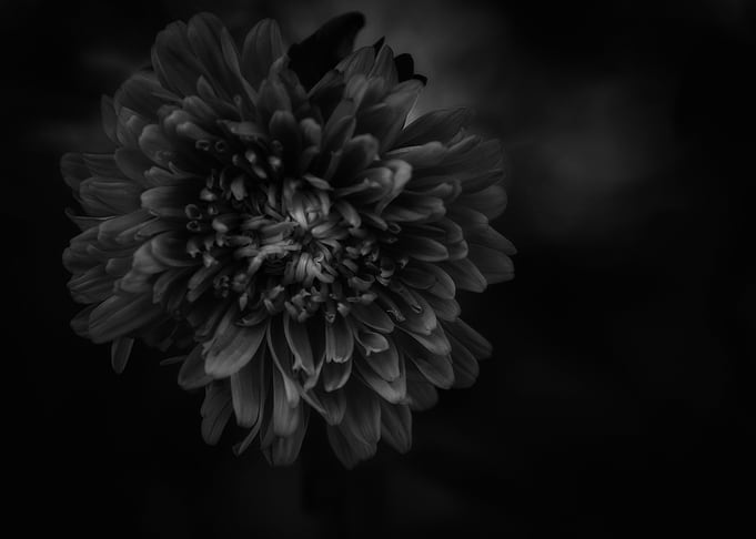 Black Flower