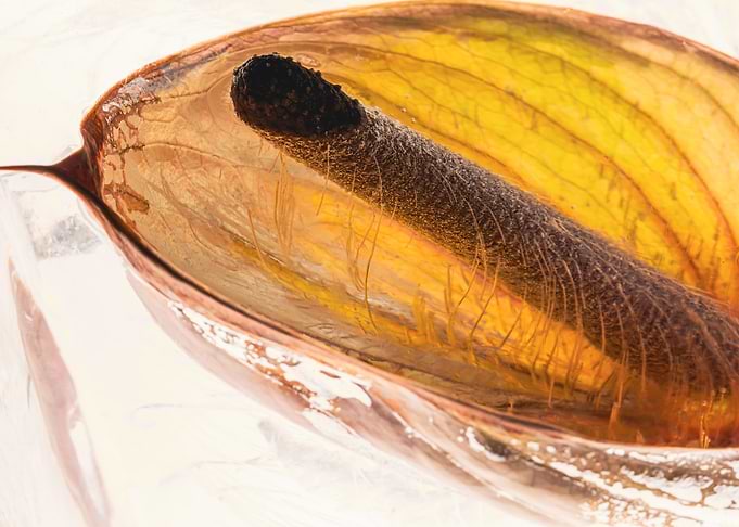 Anthurium in ice 2