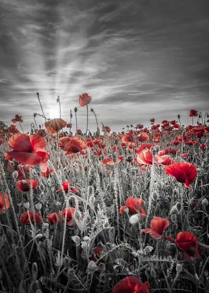 Poppy field sunset