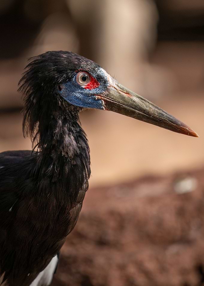 photography of a bird