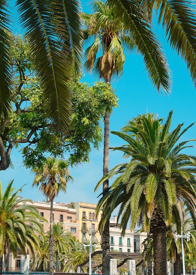 Tropical landscape