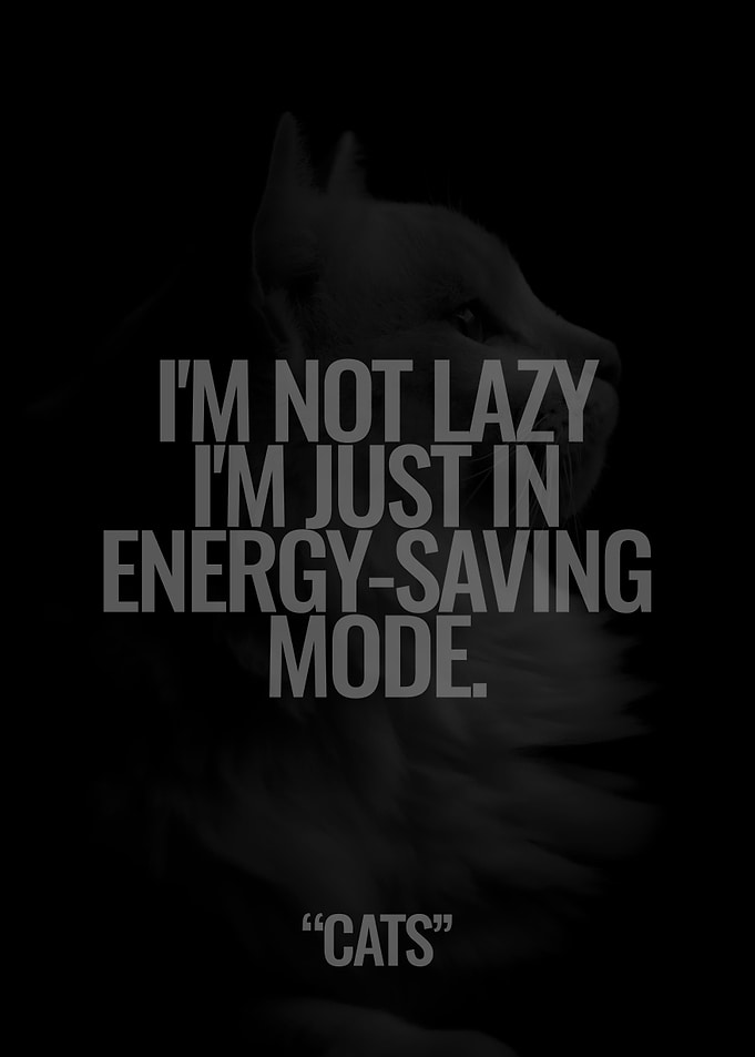 Cats are not Lazy
