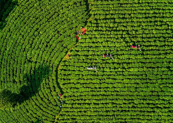 Aerial view of tea farms