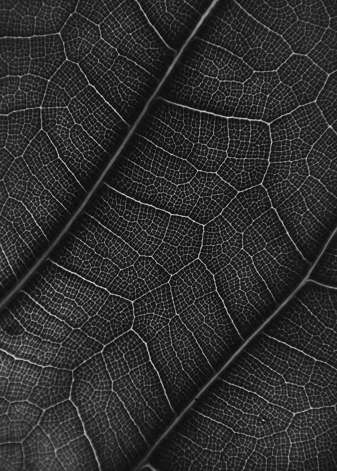 Leaf Texture and Pattern