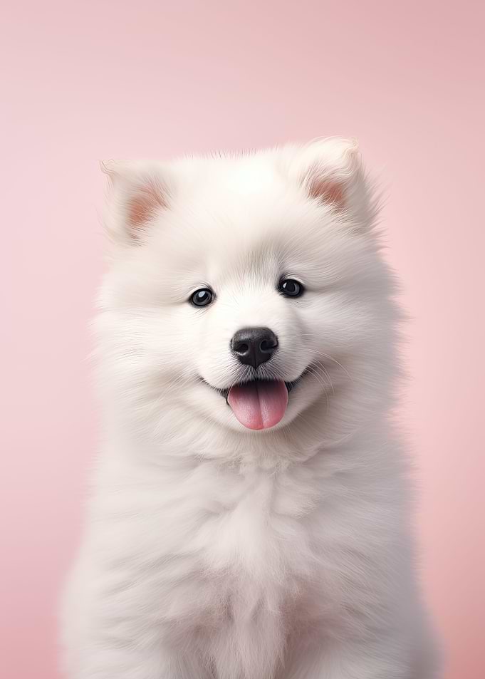 Samoyed Dog Portrait