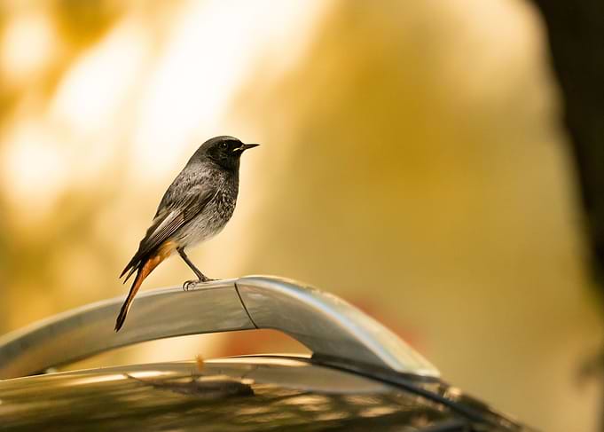 photography of a bird