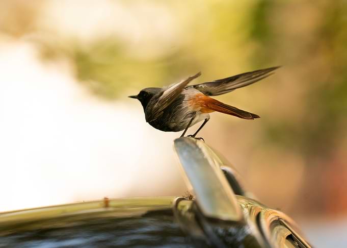 photography of a bird