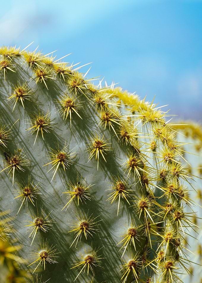 Cactus flower