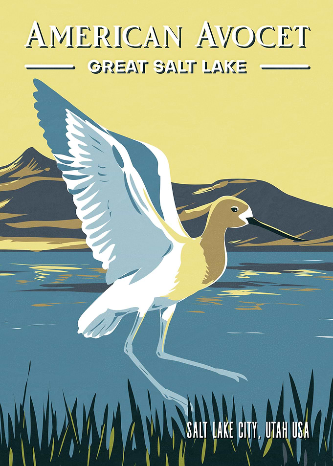 American Avocet