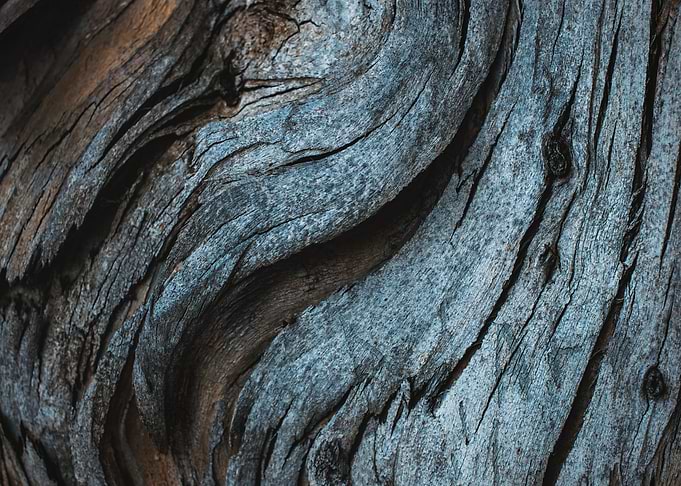 Tree Trunk Wood Texture