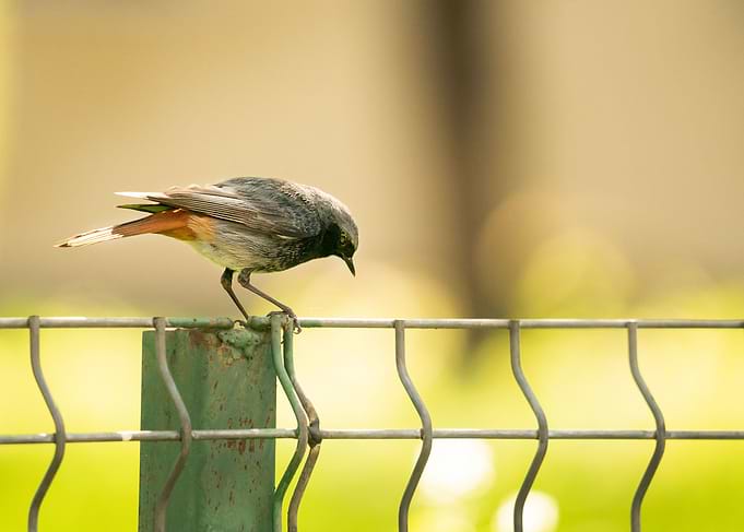 photography of a bird