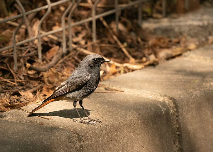 photography of a bird