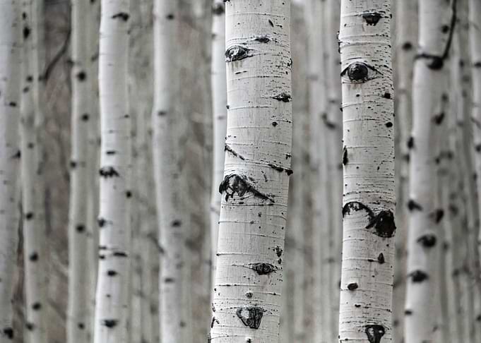 Nature Tree Wood