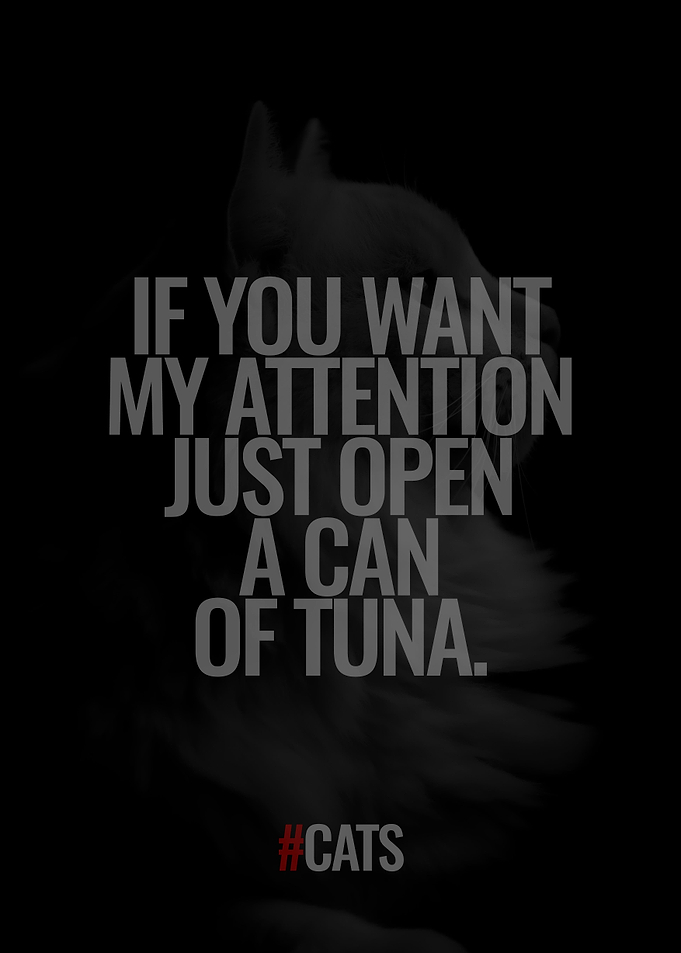 Cats Attention
