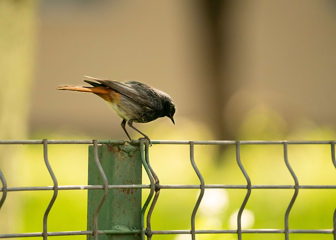 photography of a bird