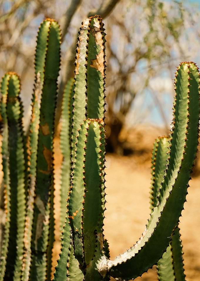 Desert Cactus