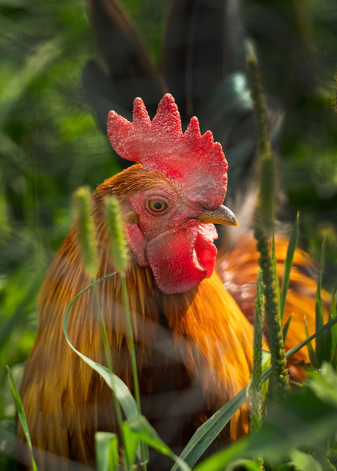 photography of rooster