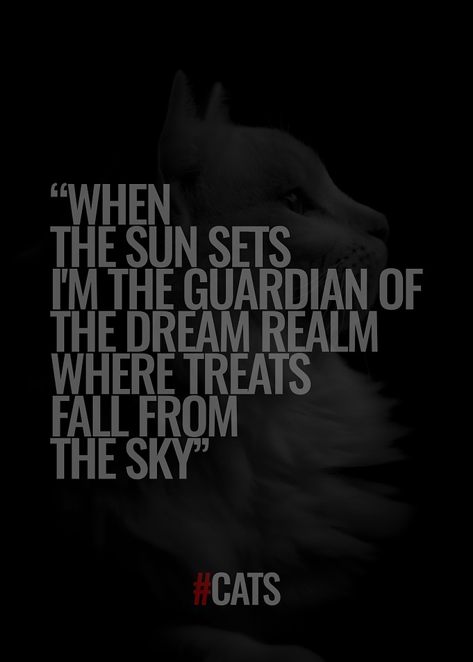 Quotes about Cat
