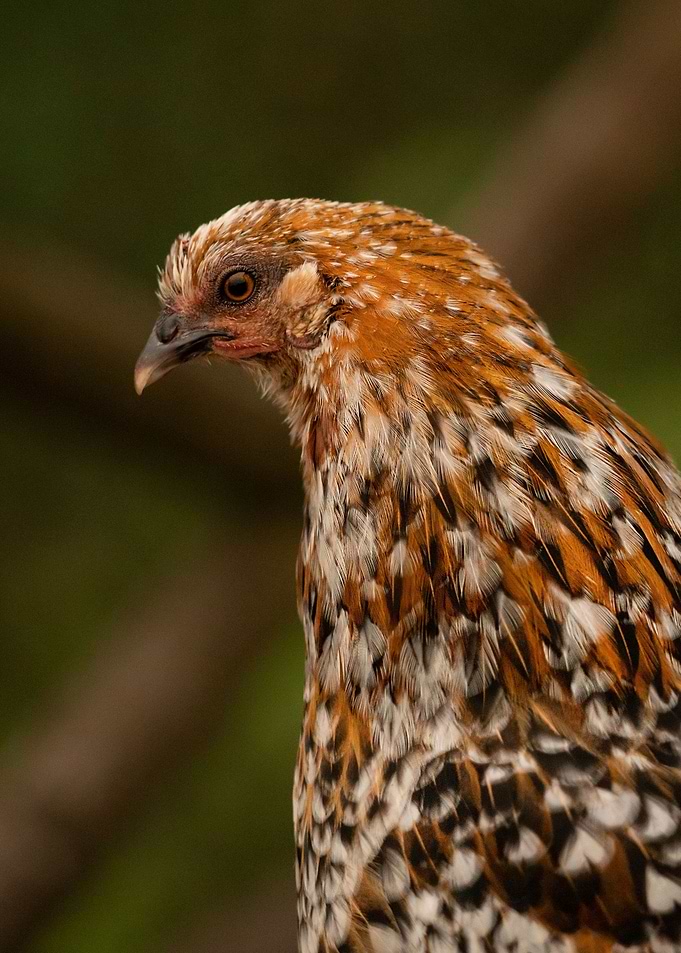 photography wild chicken