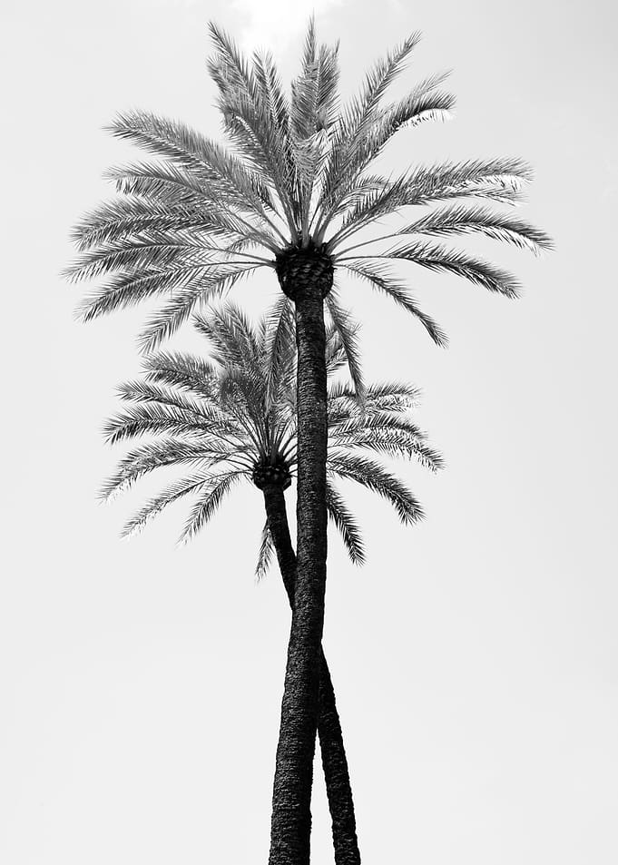 Palm Trees Beauty 9