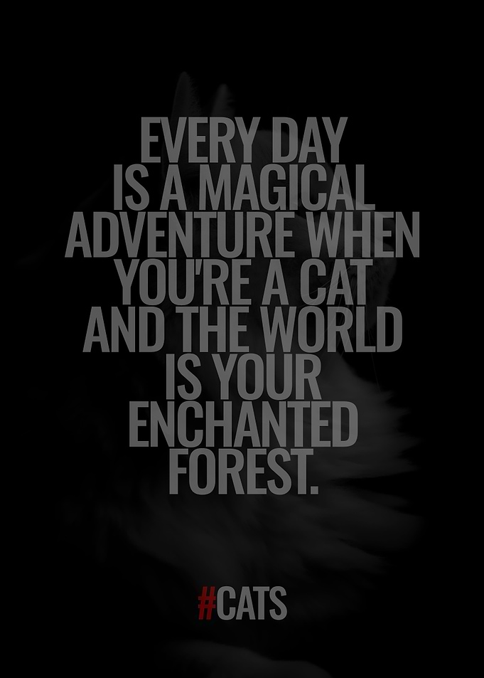 Quotes about Cat