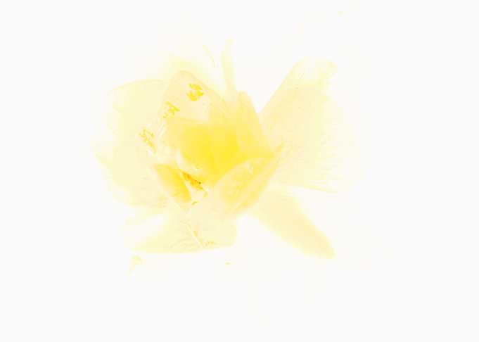 Ranunculus in ice 1