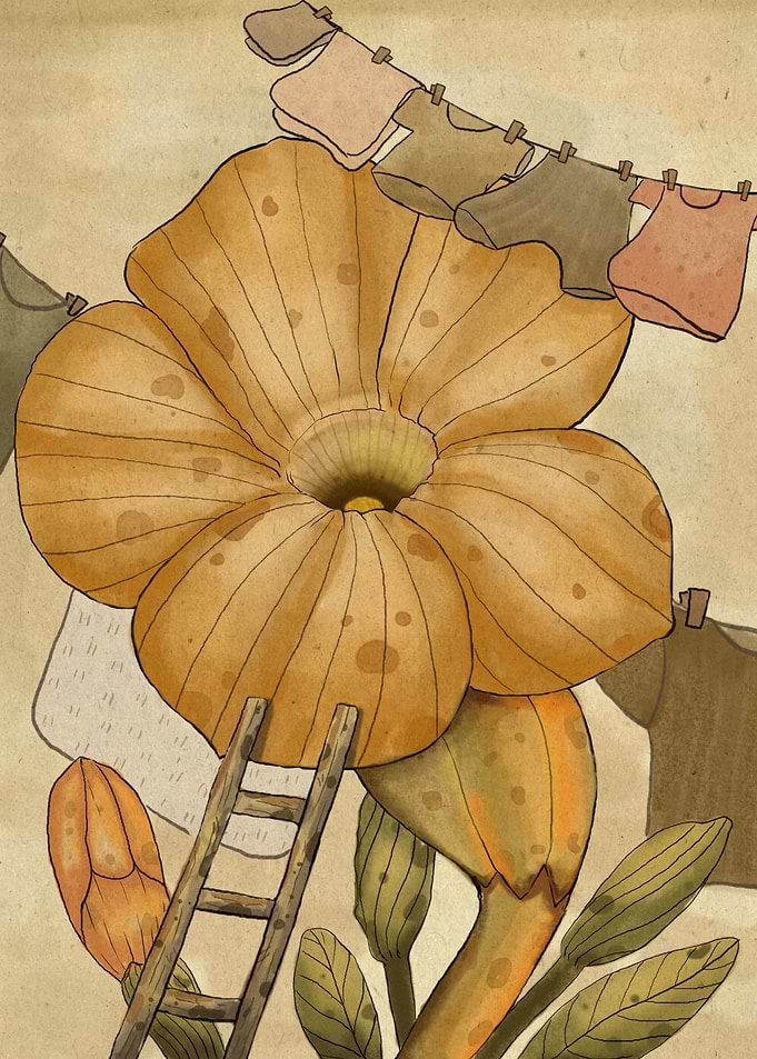Allamanda