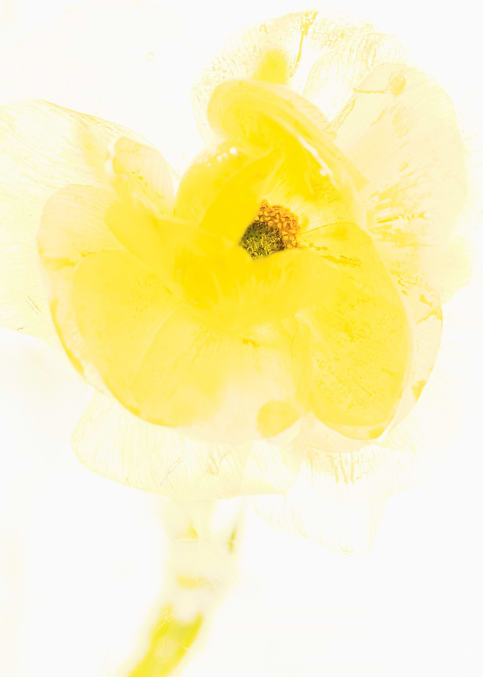 Ranunculus in ice 2
