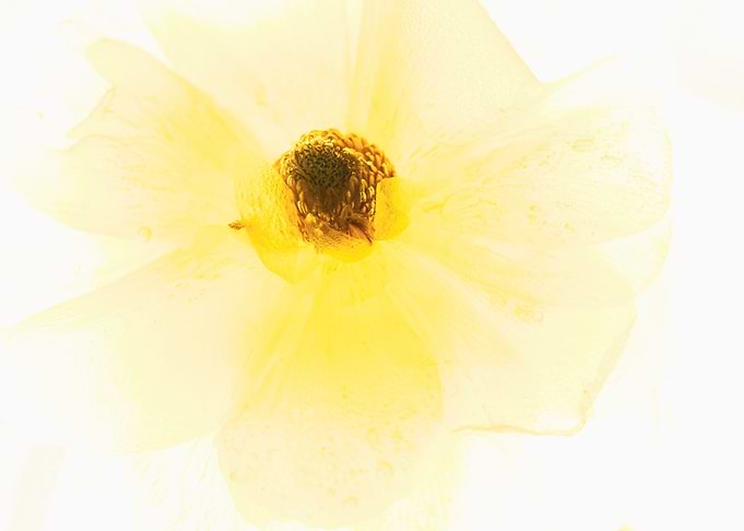 Ranunculus in ice 3
