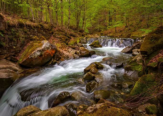 river in the forest