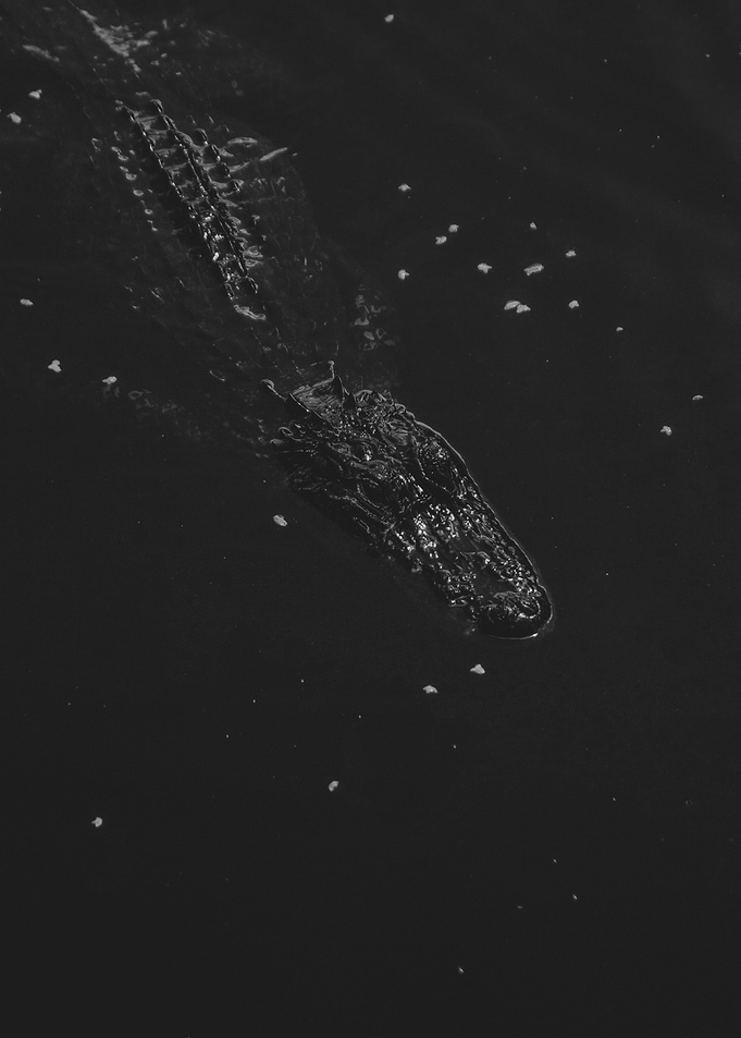 Animal Reptile Alligator