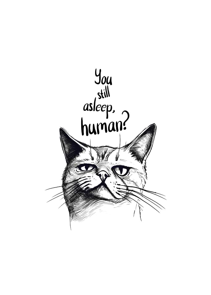 Lazy Cat Funny Cat Quote