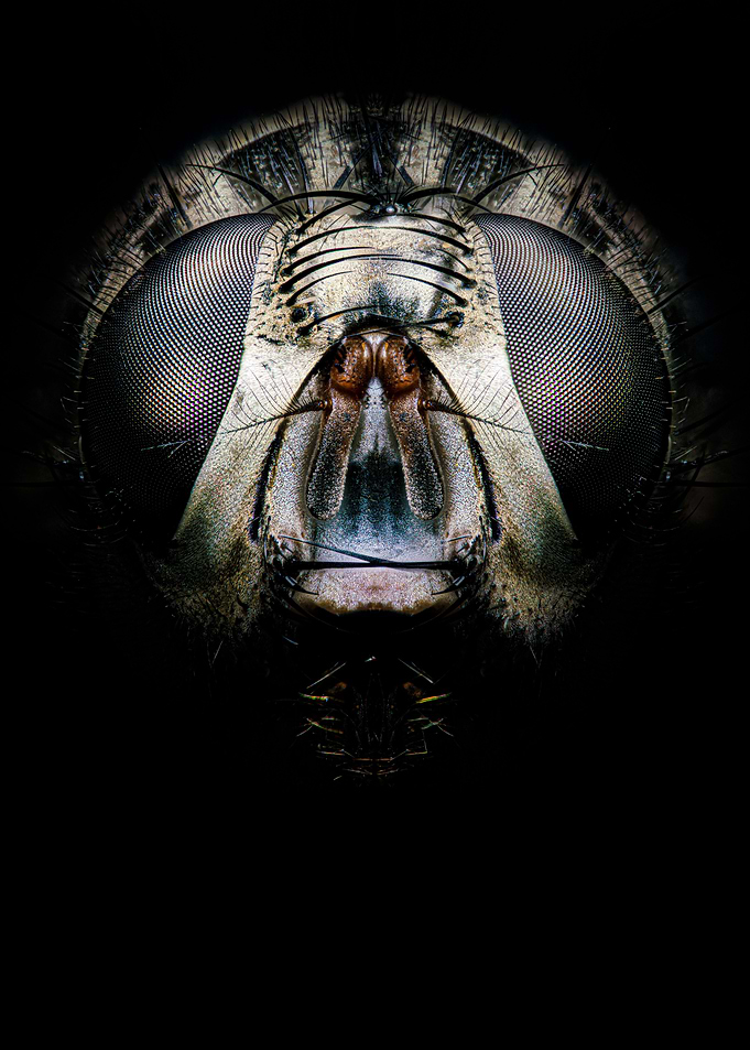 Fly Portrait