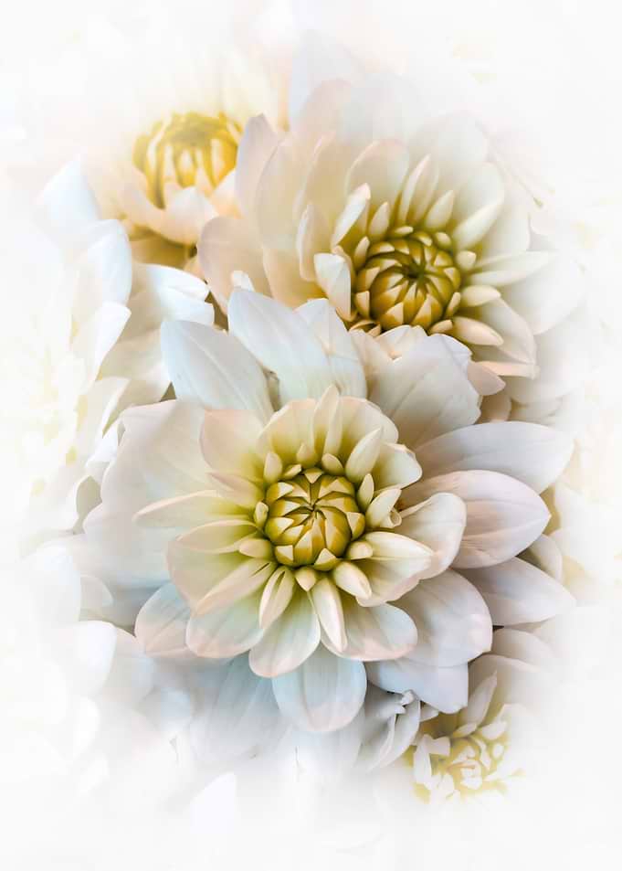 Beauty of the Whites