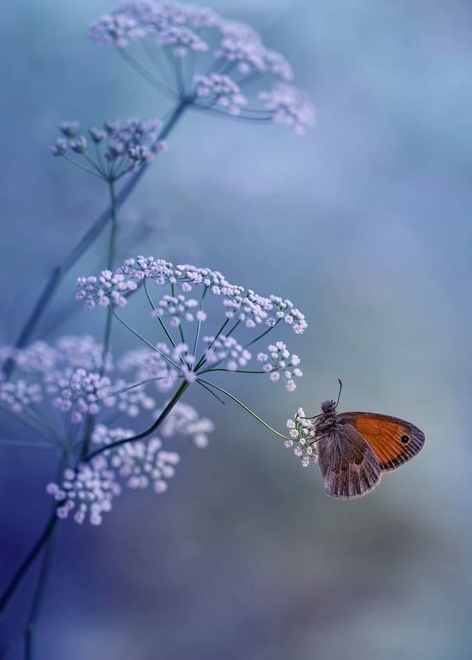 In My Garden II