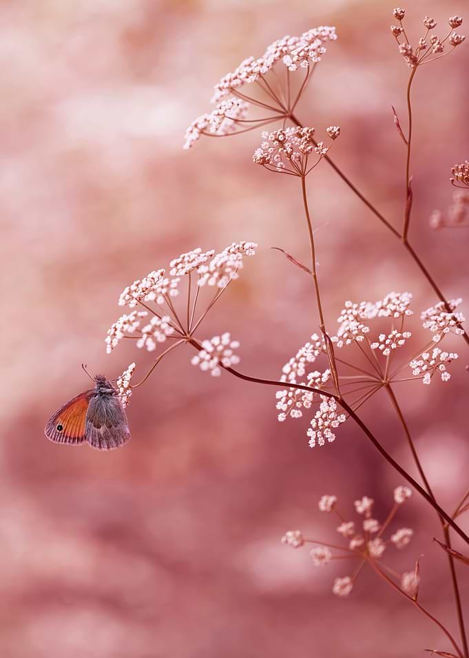 In my garden I