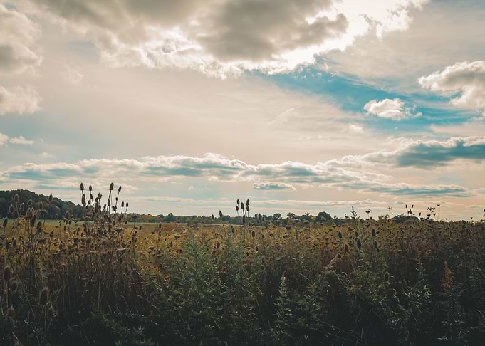 Autumn meadow landscape