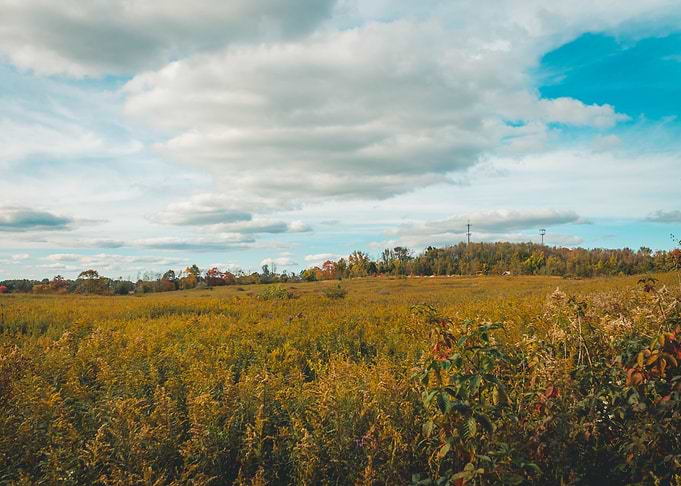 Landscape of a meadow
