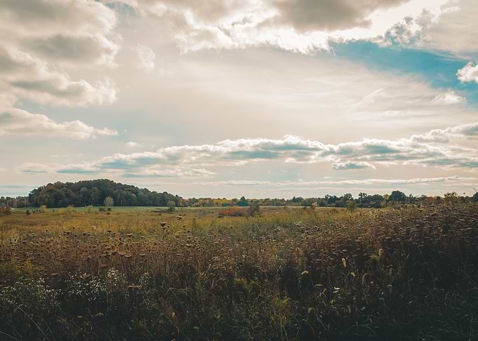 Golden hour in a field
