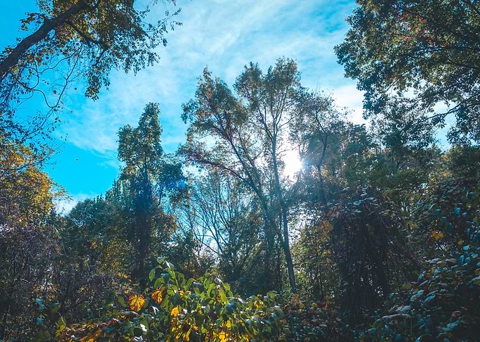 Sun peaking into the woods