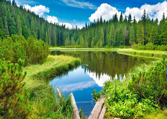Forest at Lake Nature