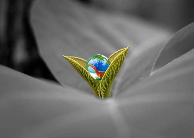 a marble on a plant