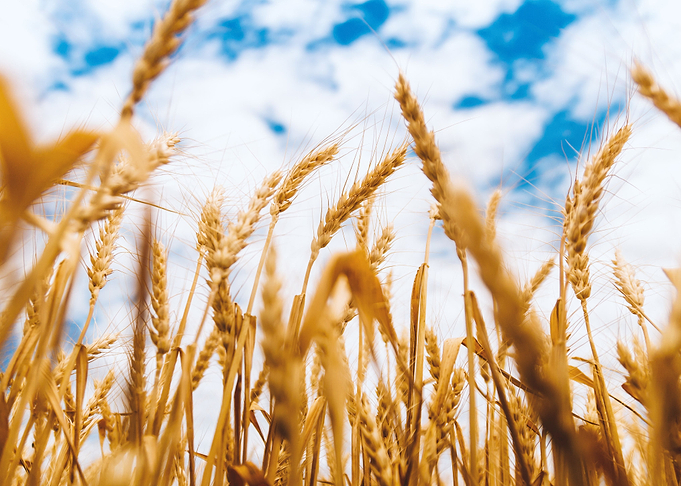 wheat