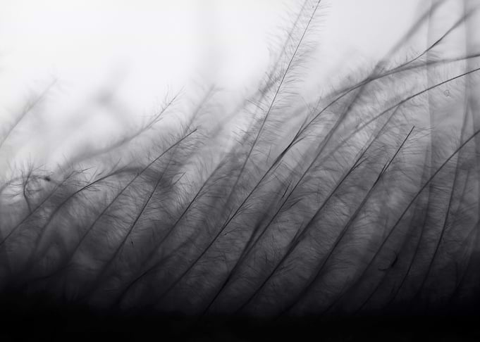 Monochrome Lone Grass