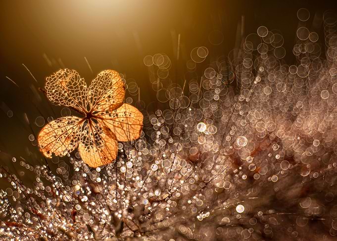 Autumn impression