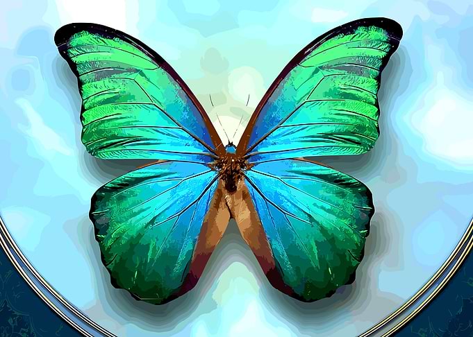 butterfly