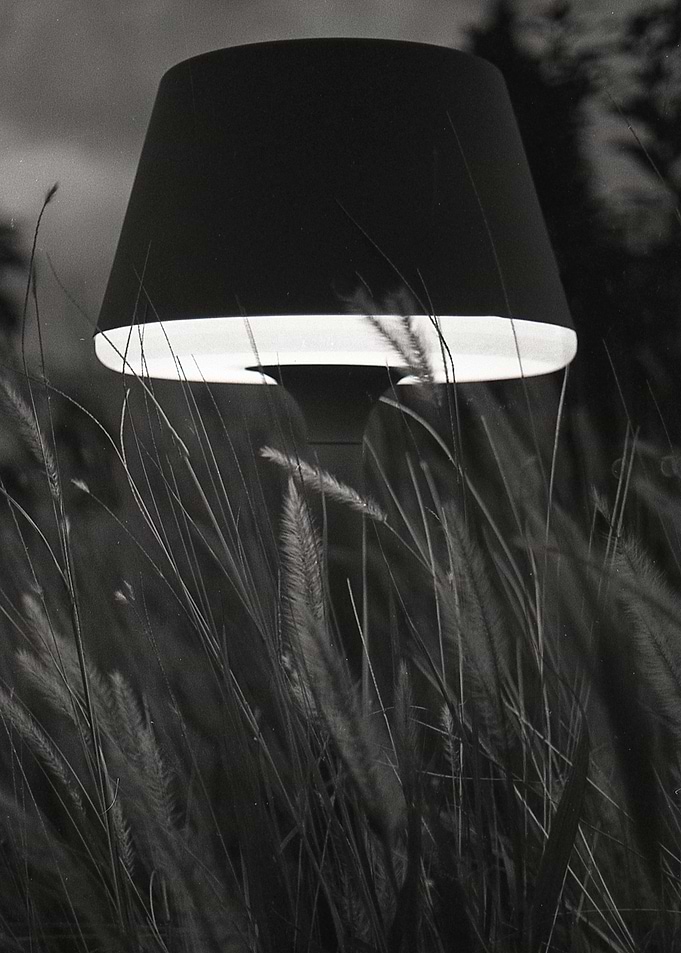Lamp Night Plantas